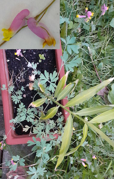 Corydalis_sp.jpg