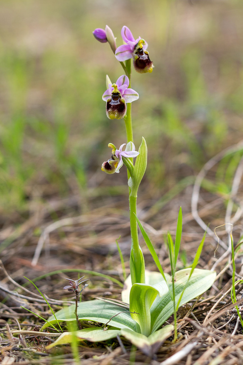 11_Ophrys neglecta_4115.jpg