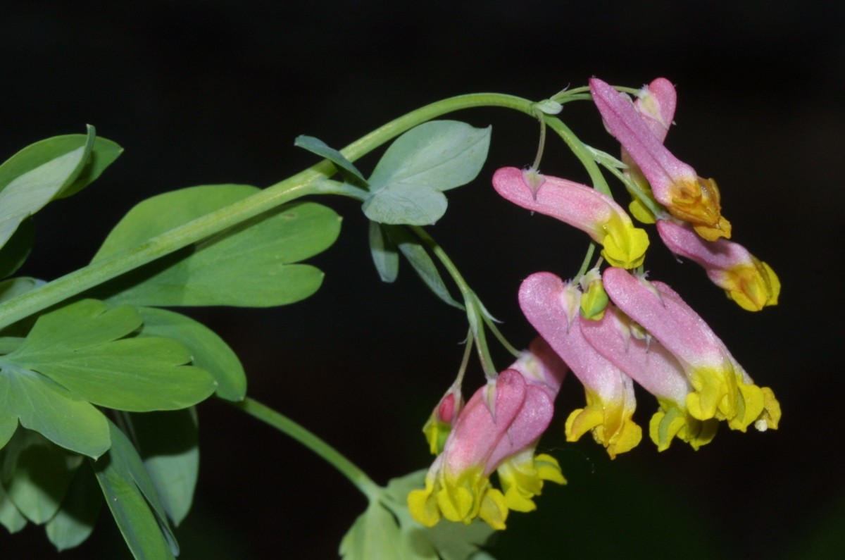 Corydalis sempervirens Martin Gap C4.JPG