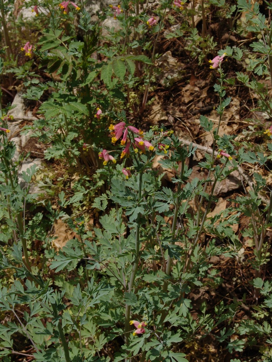 Corydalis sempervirens MartinGap G11.jpg