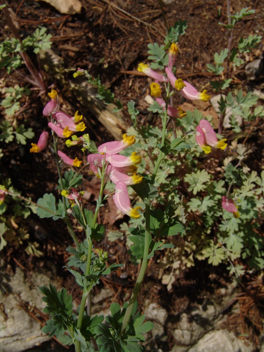 Corydalis sempervirens MartinGap G18.jpg