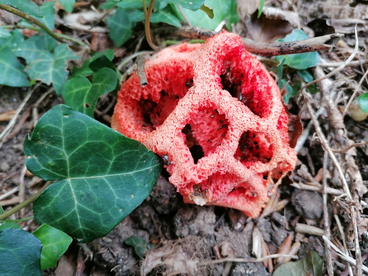 IMG_20230908_162722.jpg (942.99 KiB) 1099 mal betrachtet IMG_20230908_162722.jpg