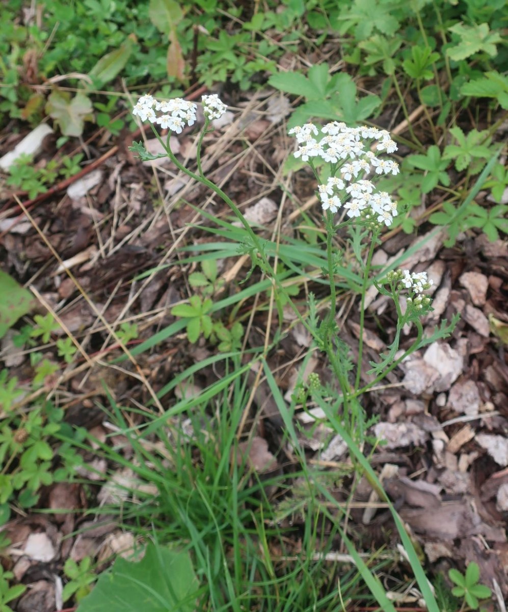 2025-09-01_Achillea 1_Augsburg Medizin-Campus.jpg