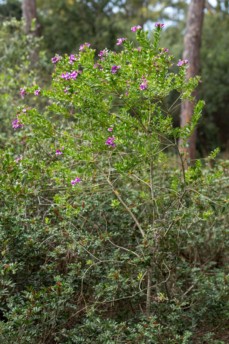 13_Polygala myrtifolia_Myrtenblaettrige Kreuzblume_4139.jpg