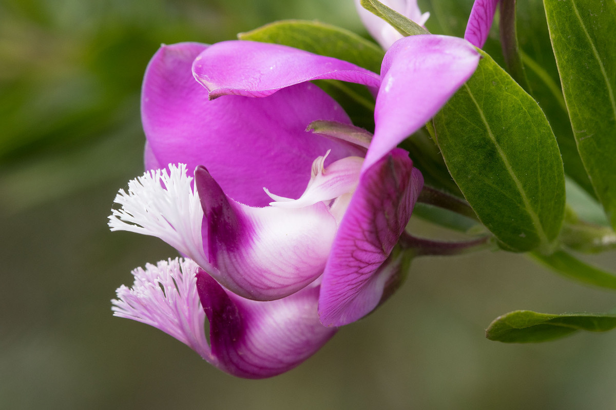 15_Polygala myrtifolia_Myrtenblaettrige Kreuzblume_9884.jpg