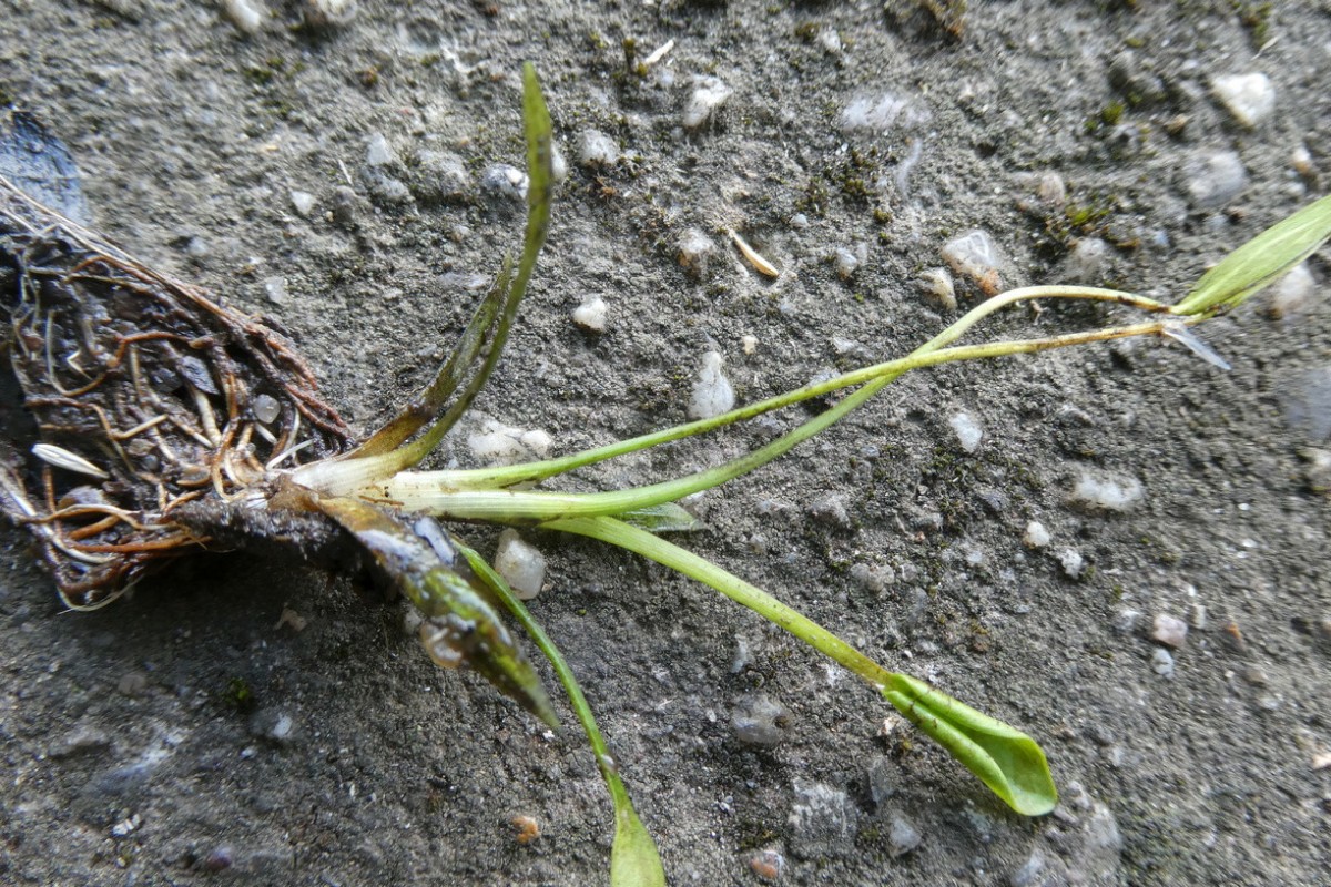 Luronium natans Lausitz Sachsen.JPG