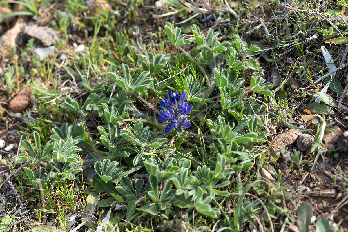 24_Lupinus micranthus_Kleinbluetige Lupine _4193.jpg