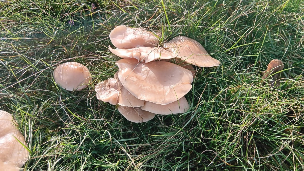 WhatsApp Bild 2025-11-04 um 17.35.55_d0e099fb.jpg