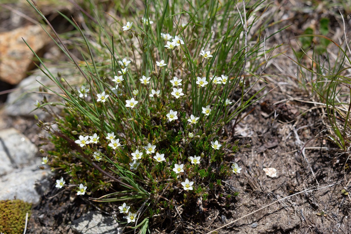 Sagina subulata_FRAGE_0457.jpg