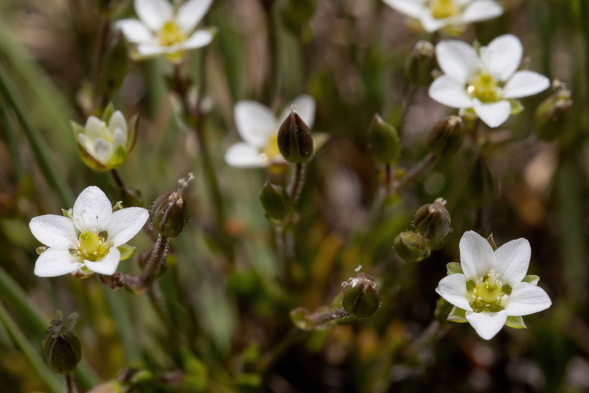 Sagina subulata_FRAGE_1074.jpg