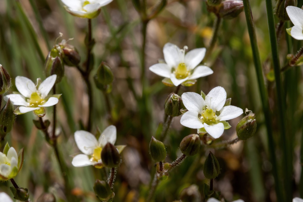 Sagina subulata_FRAGE_1075.jpg