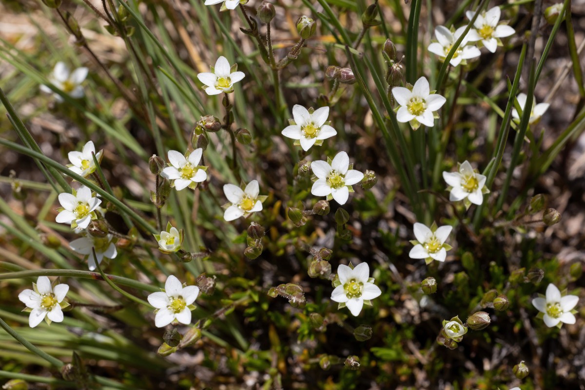 Sagina subulata_FRAGE_1076.jpg