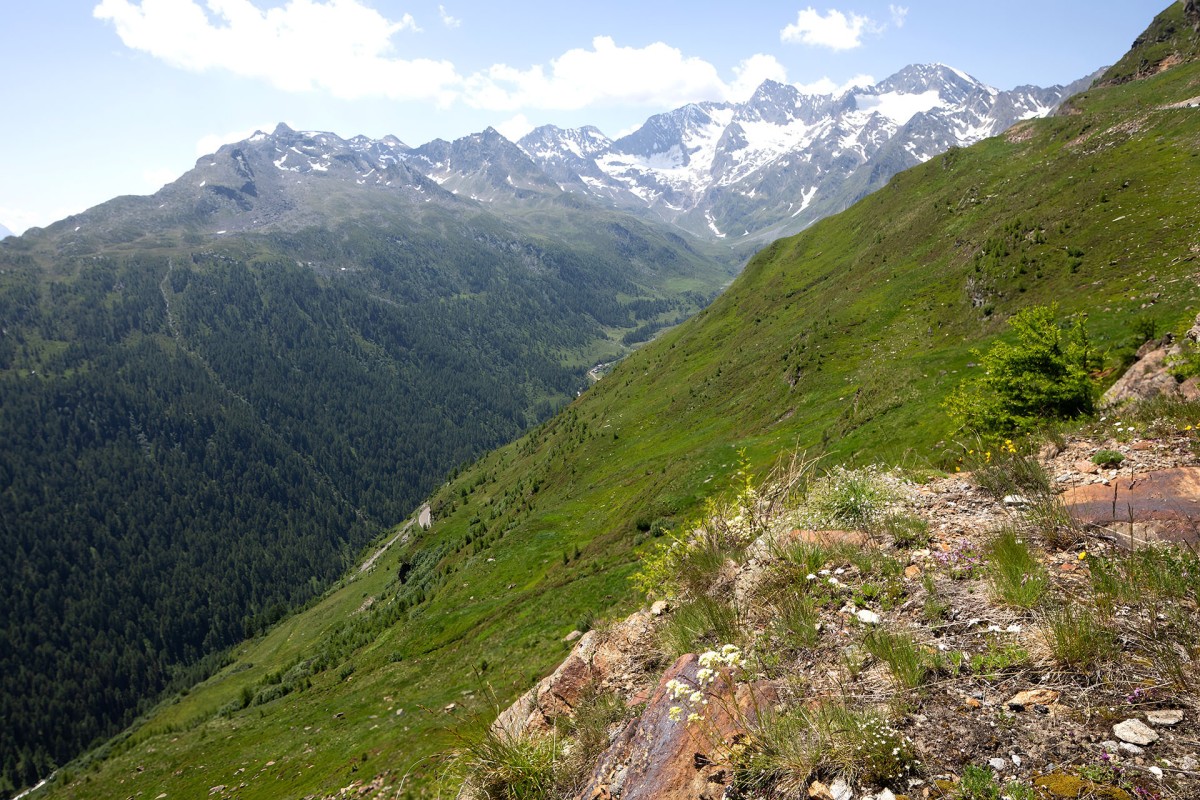 Biotop mit Saxifraga paniculata, Achillea erba-rotta ssp moschata und Carex sempervirens