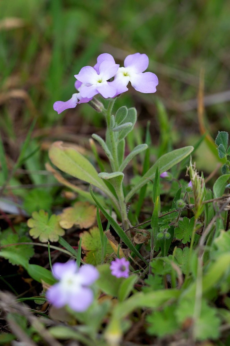 30_Matthiola tricuspidata_4202.jpg