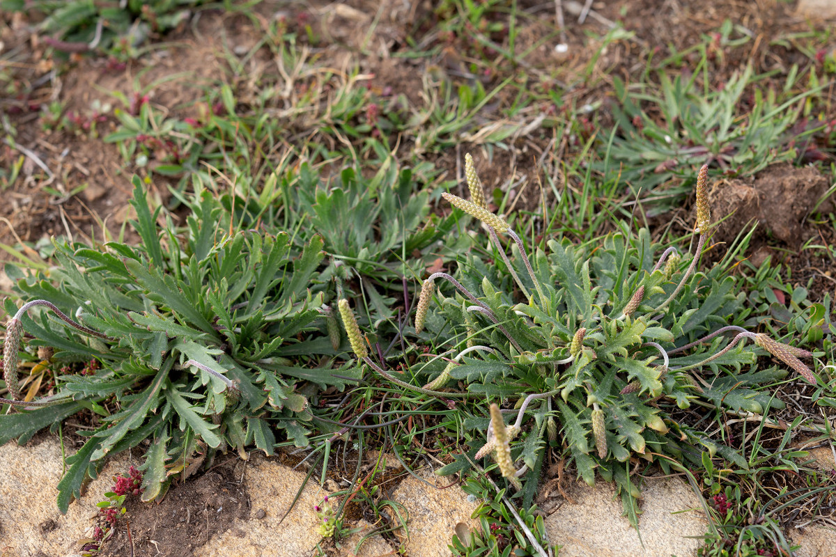 34_Plantago coronopus_Kraehenfuß-Wegerich_4215.jpg