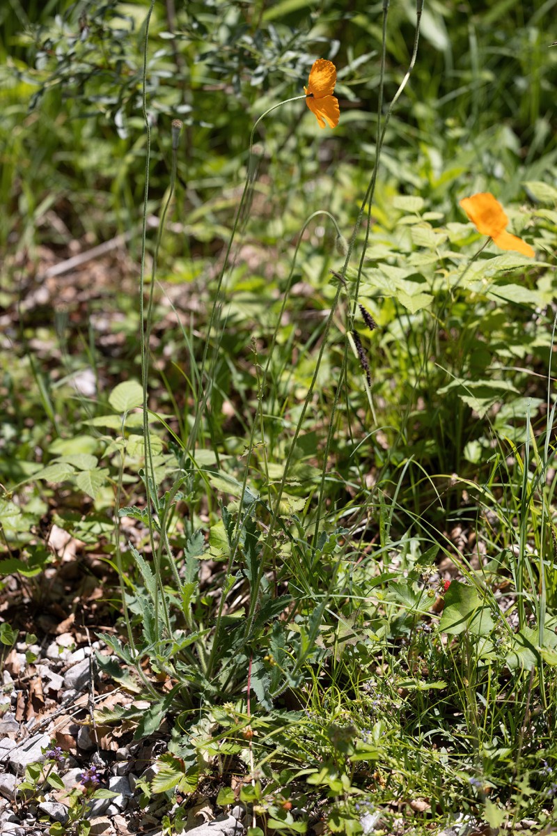 Papaver atlanticum_0334.jpg