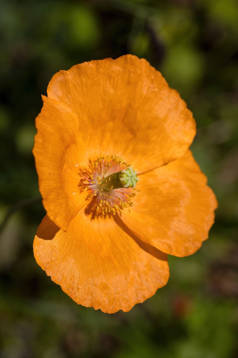 Papaver atlanticum_0337.jpg