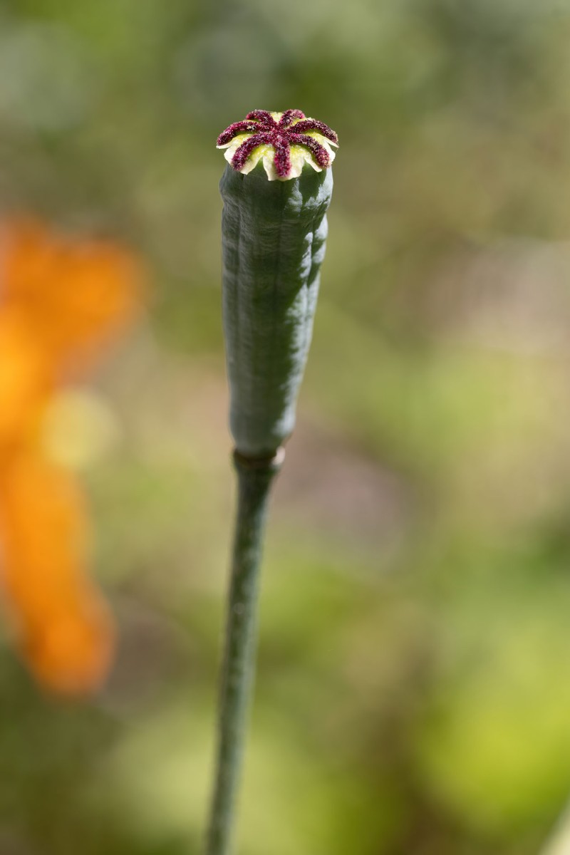 Papaver atlanticum_0340.jpg