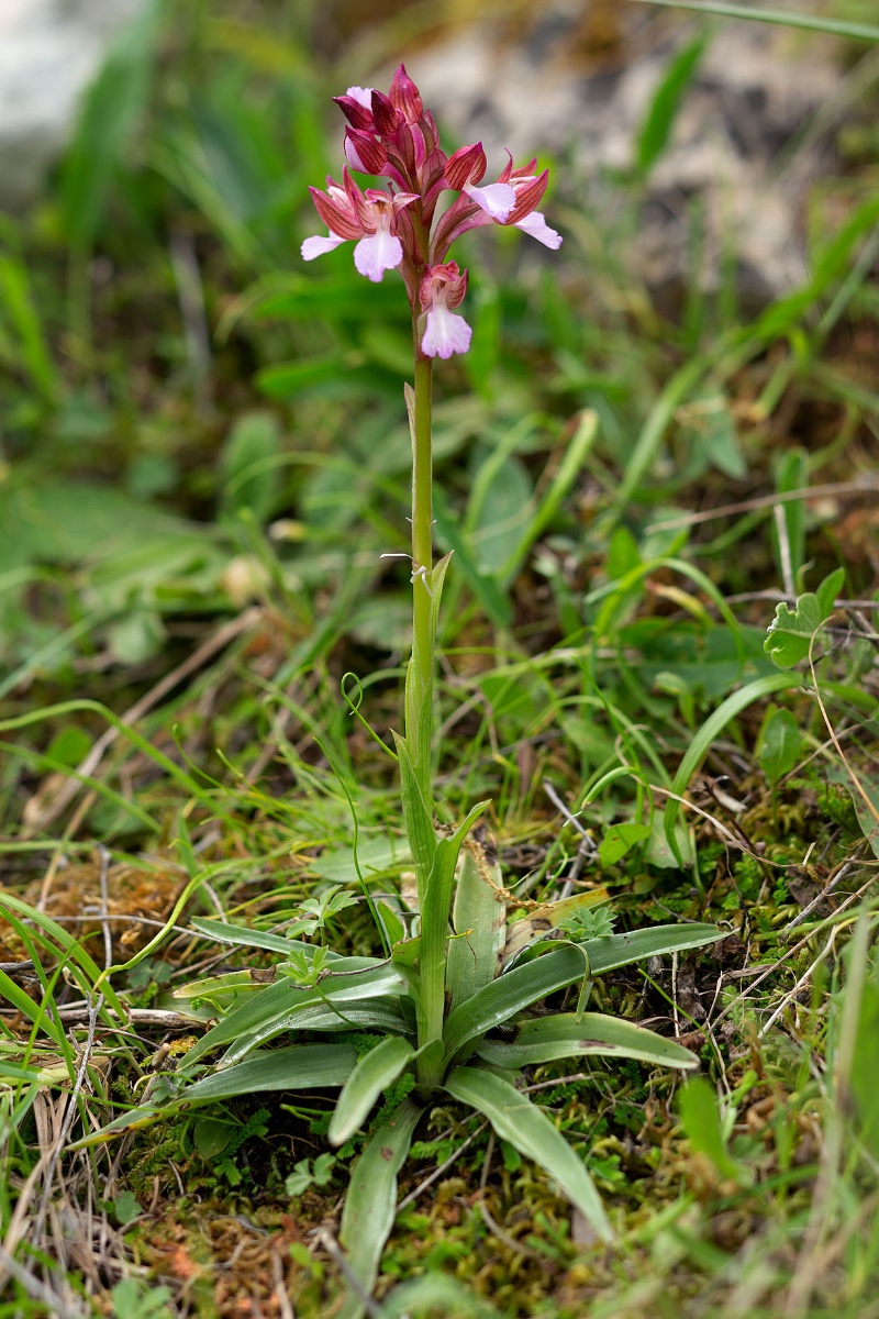 Anacamptis papilionacea