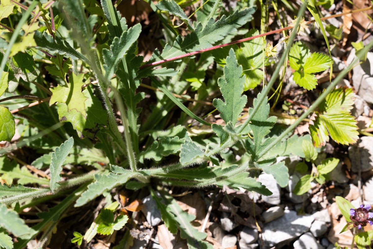 Papaver atlanticum_0341.jpg