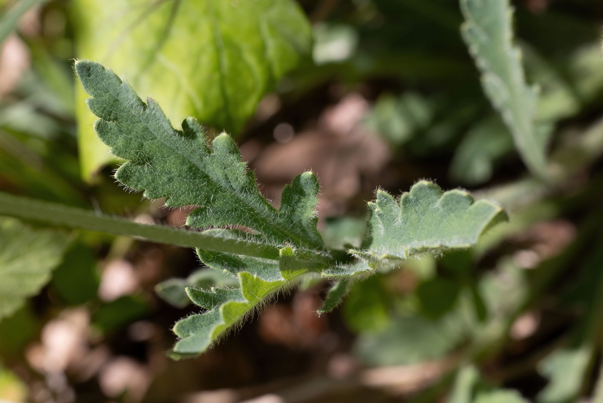 Papaver atlanticum_0342.jpg