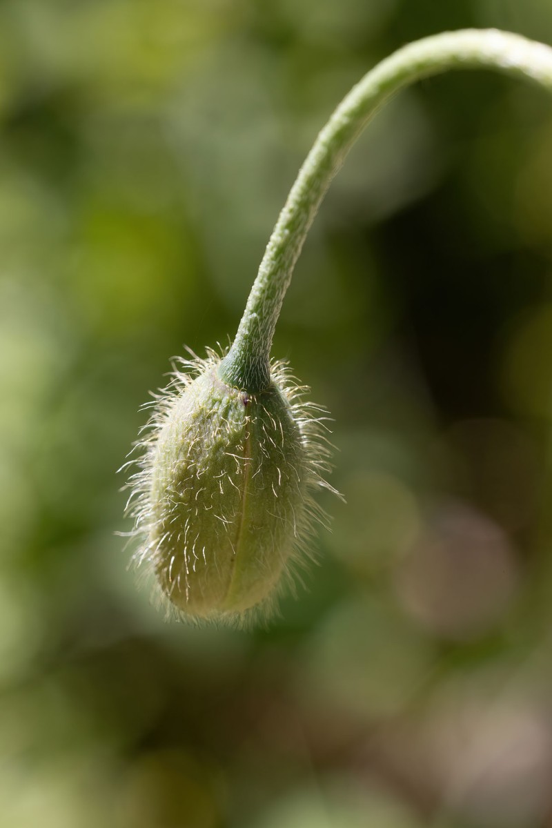 Papaver atlanticum_0344.jpg