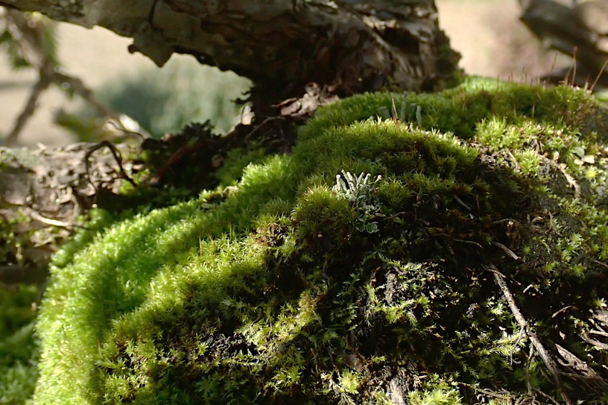 Cladonia Übersicht-2_Oktober 2025.jpg