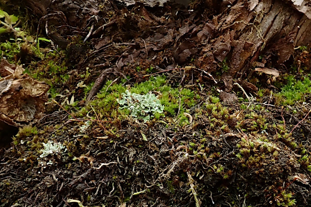Cladonia Übersicht-1_April 2025.jpg