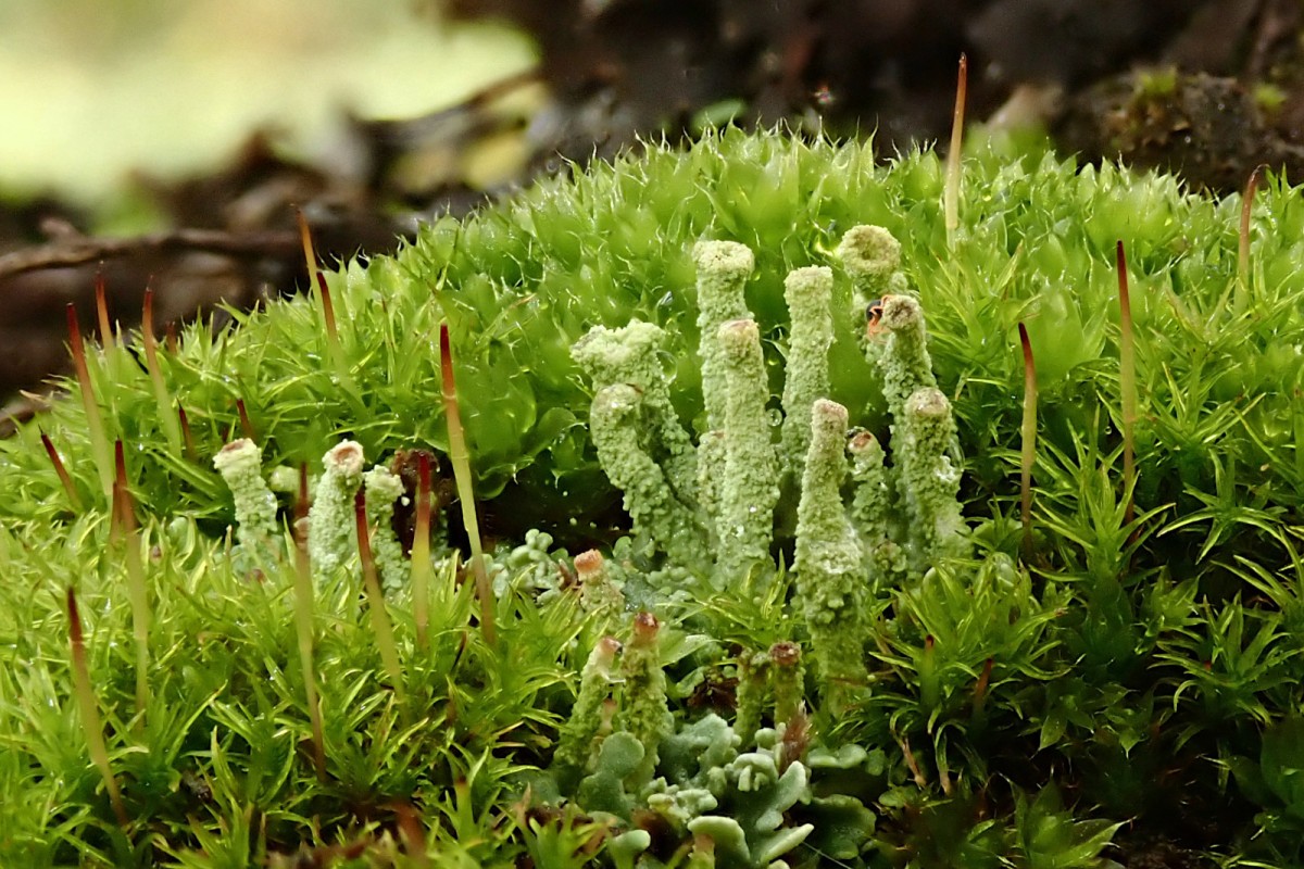 Cladonia_2c_Anfang November 2025.jpg