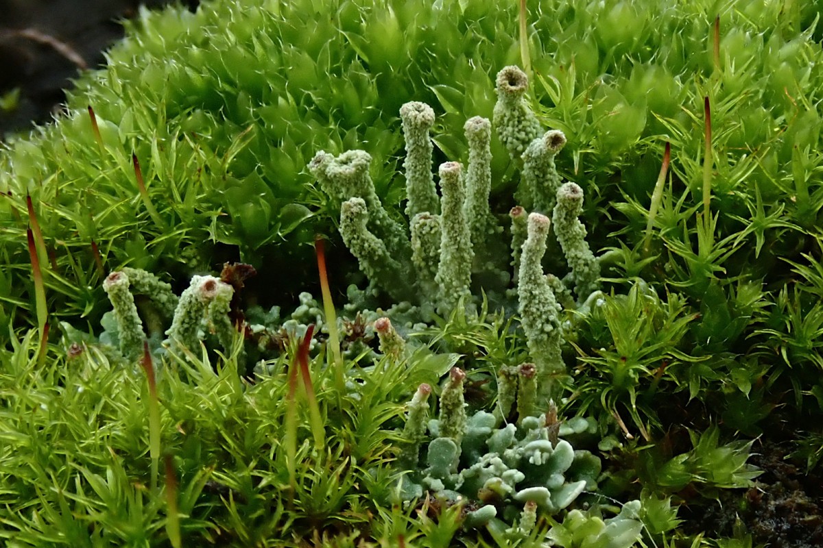 Cladonia_2b_Ende Oktober 2025.jpg