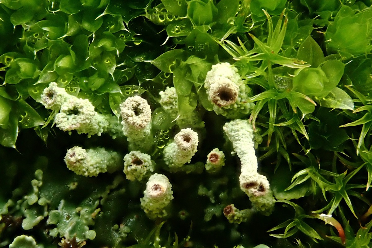 Cladonia_2bb_Ende Oktober 2025.jpg