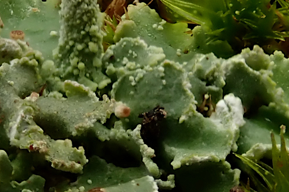 Cladonia_2a_Ausschnitt_April 2025.jpg