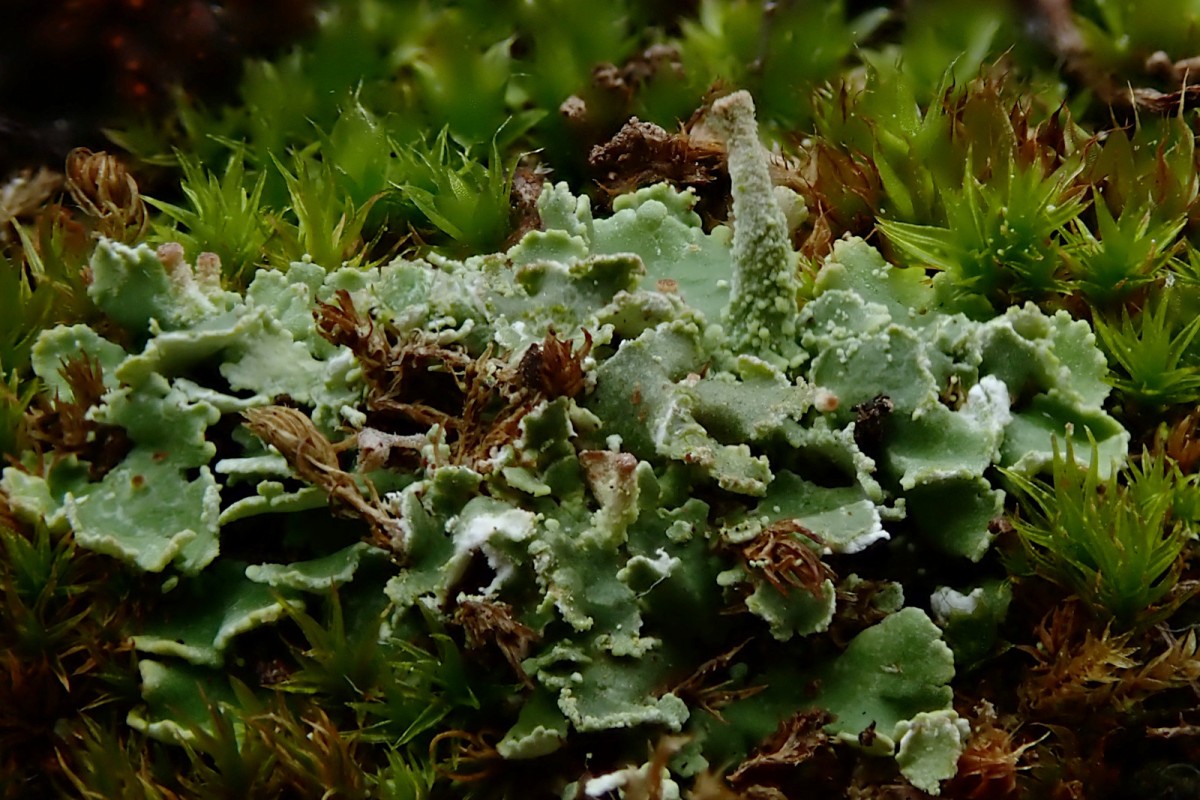 Cladonia_2a_April 2025.jpg