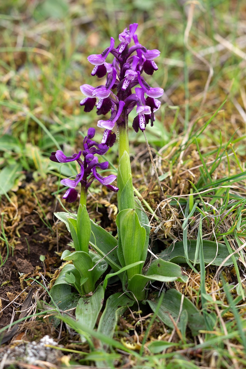 Anacamptis longicornu