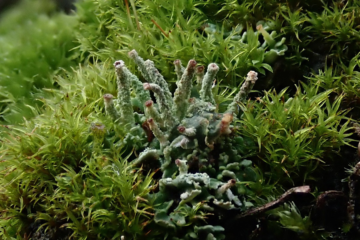 Cladonia_1c_Ende Oktober  2025.jpg