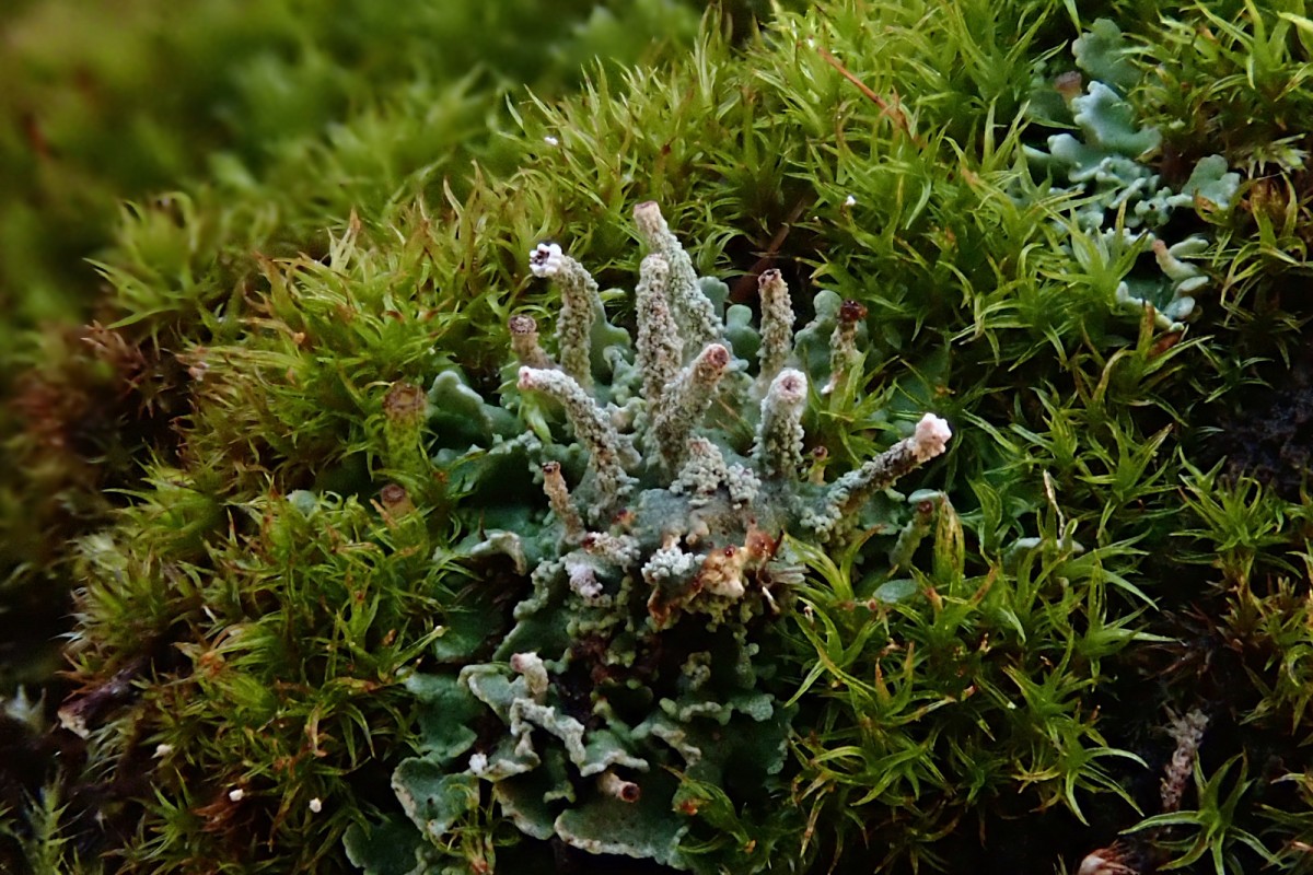 Cladonia_1b_Mitte Oktober 2025.jpg