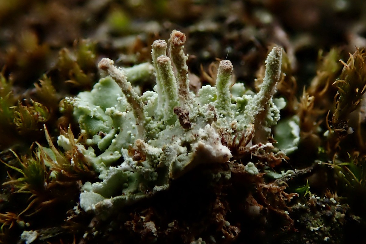 Cladonia_1a_April 2025.jpg
