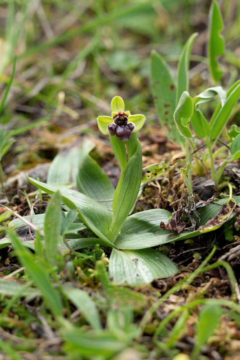 Ophrys bombyliflora