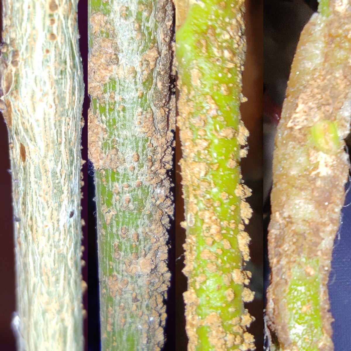 IMG_20251114_133538.jpg (1.18 MiB) 876 mal betrachtet IMG_20251114_133538.jpg