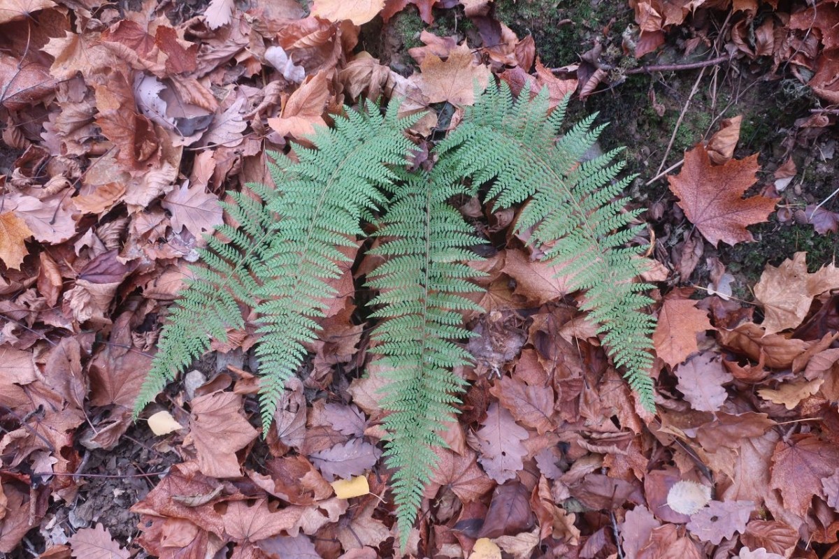 2025-11-14_Polystichum setiferum 1_Saalfeld.jpg
