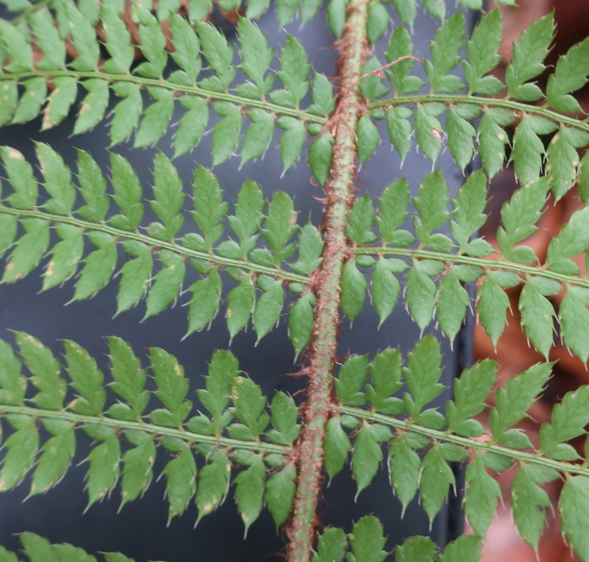 2025-11-14_Polystichum setiferum 2_Saalfeld.jpg