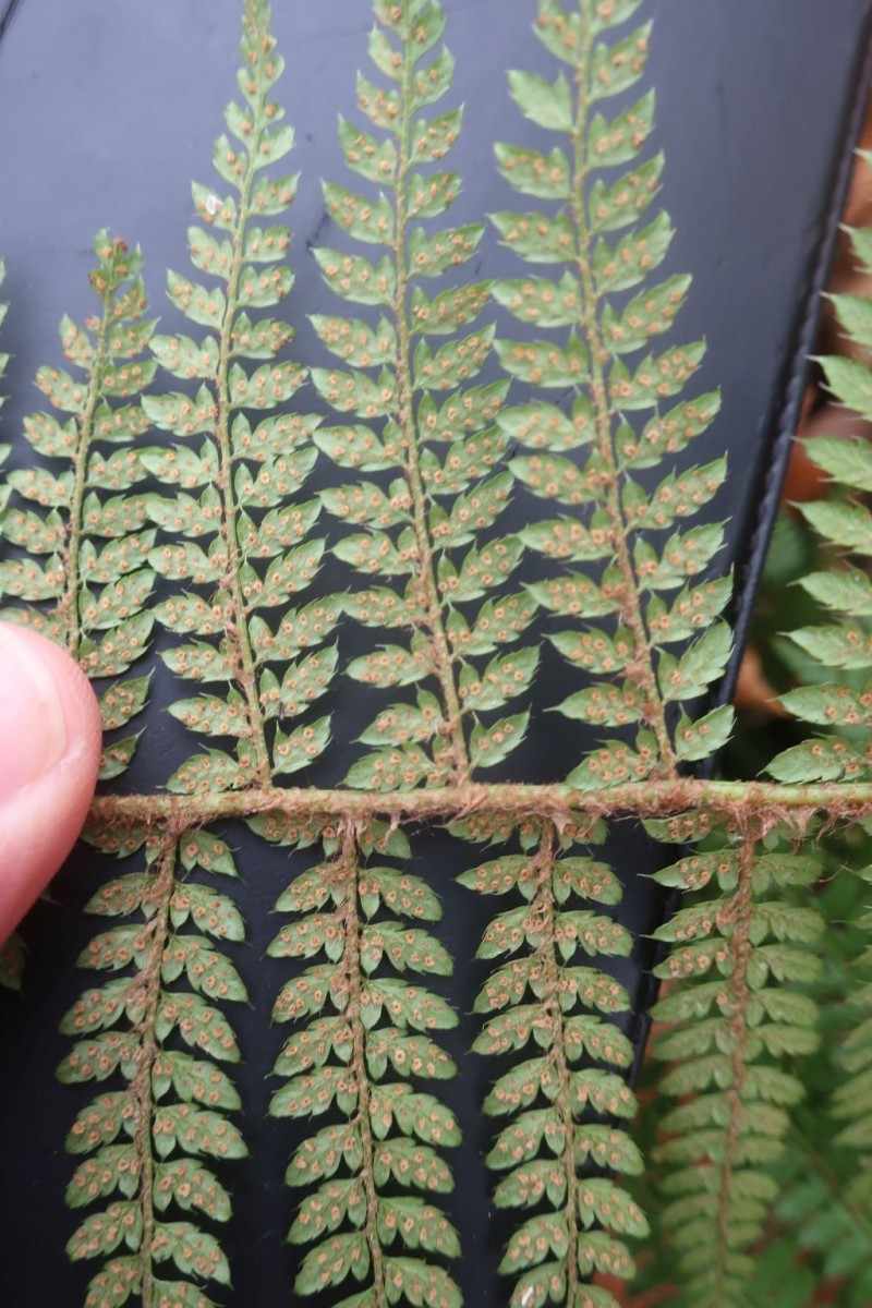 2025-11-14_Polystichum setiferum 3_Saalfeld.jpg