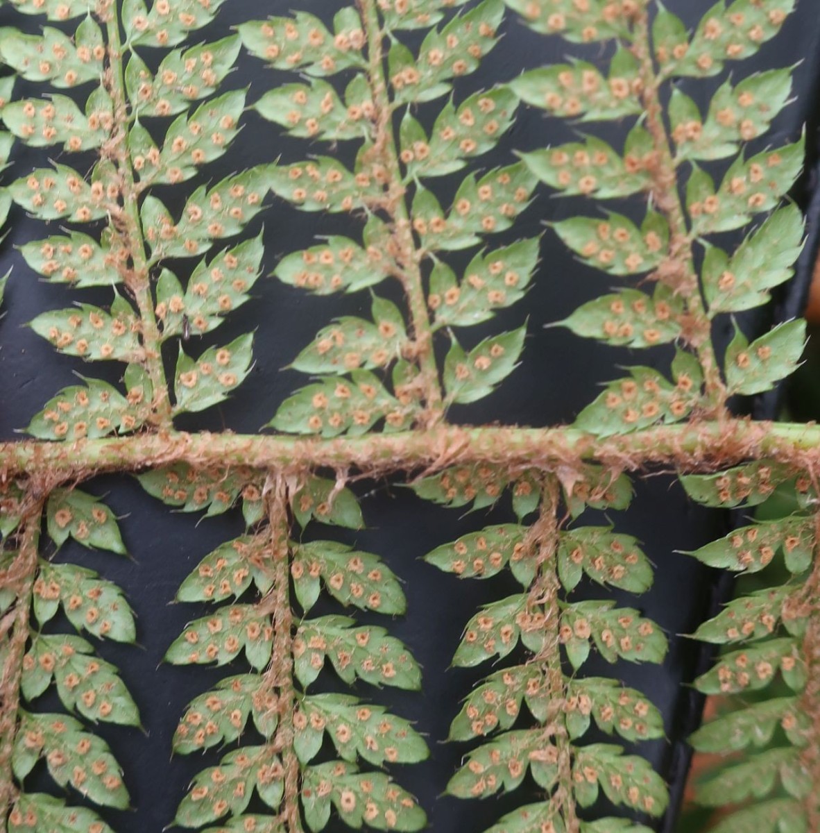 2025-11-14_Polystichum setiferum 4_Saalfeld.jpg