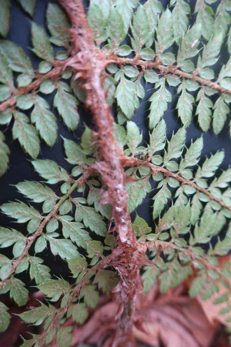 2025-11-14_Polystichum setiferum 5_Saalfeld.jpg