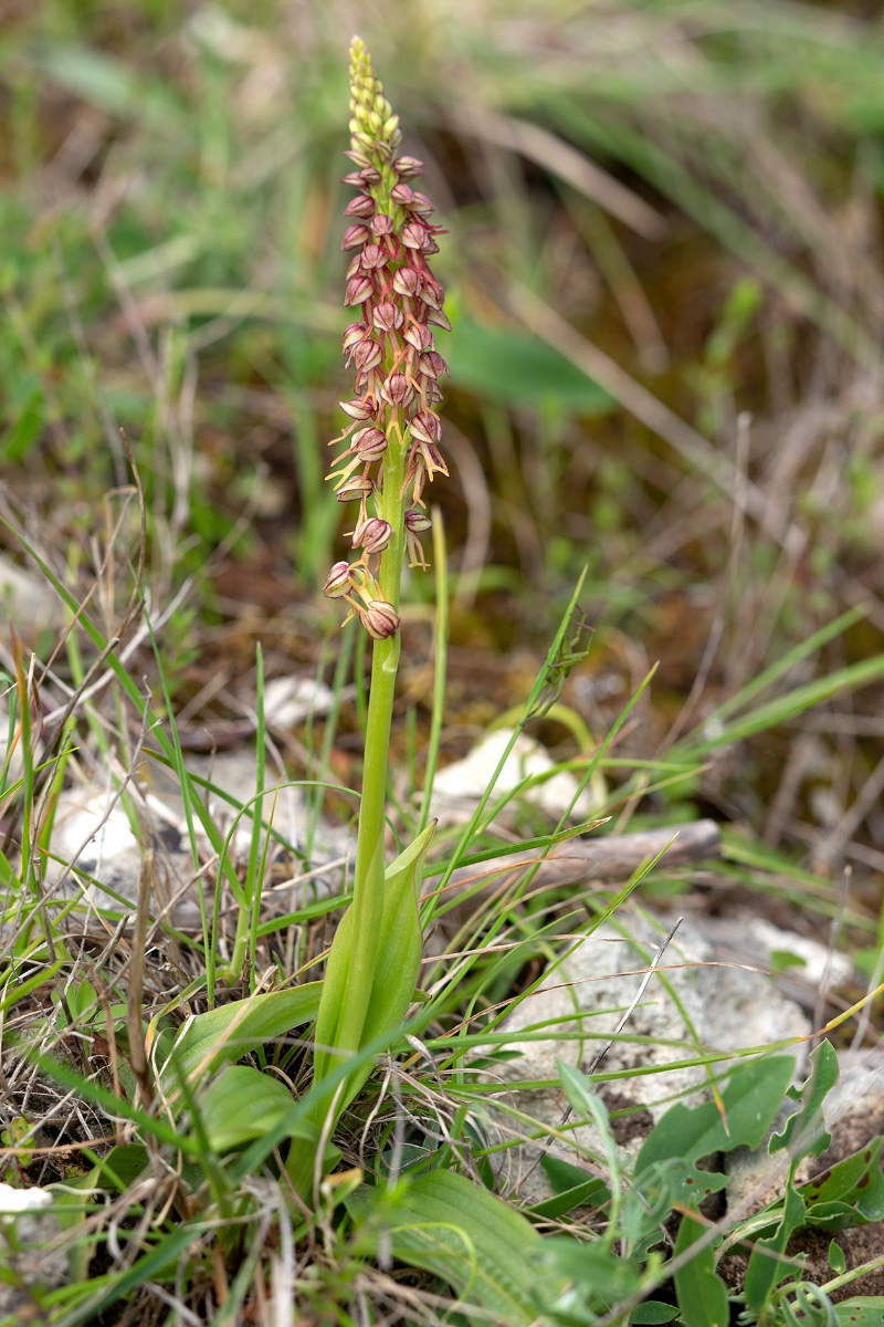 Orchis anthropophora