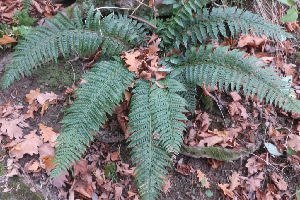 2025-11-14_Polystichum aculeatum 1_Saalfeld.jpg