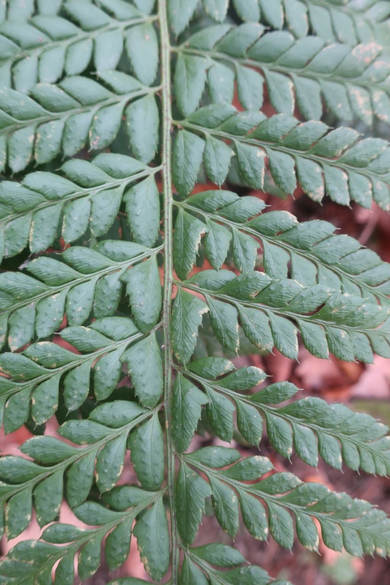 2025-11-14_Polystichum aculeatum 2_Saalfeld.jpg