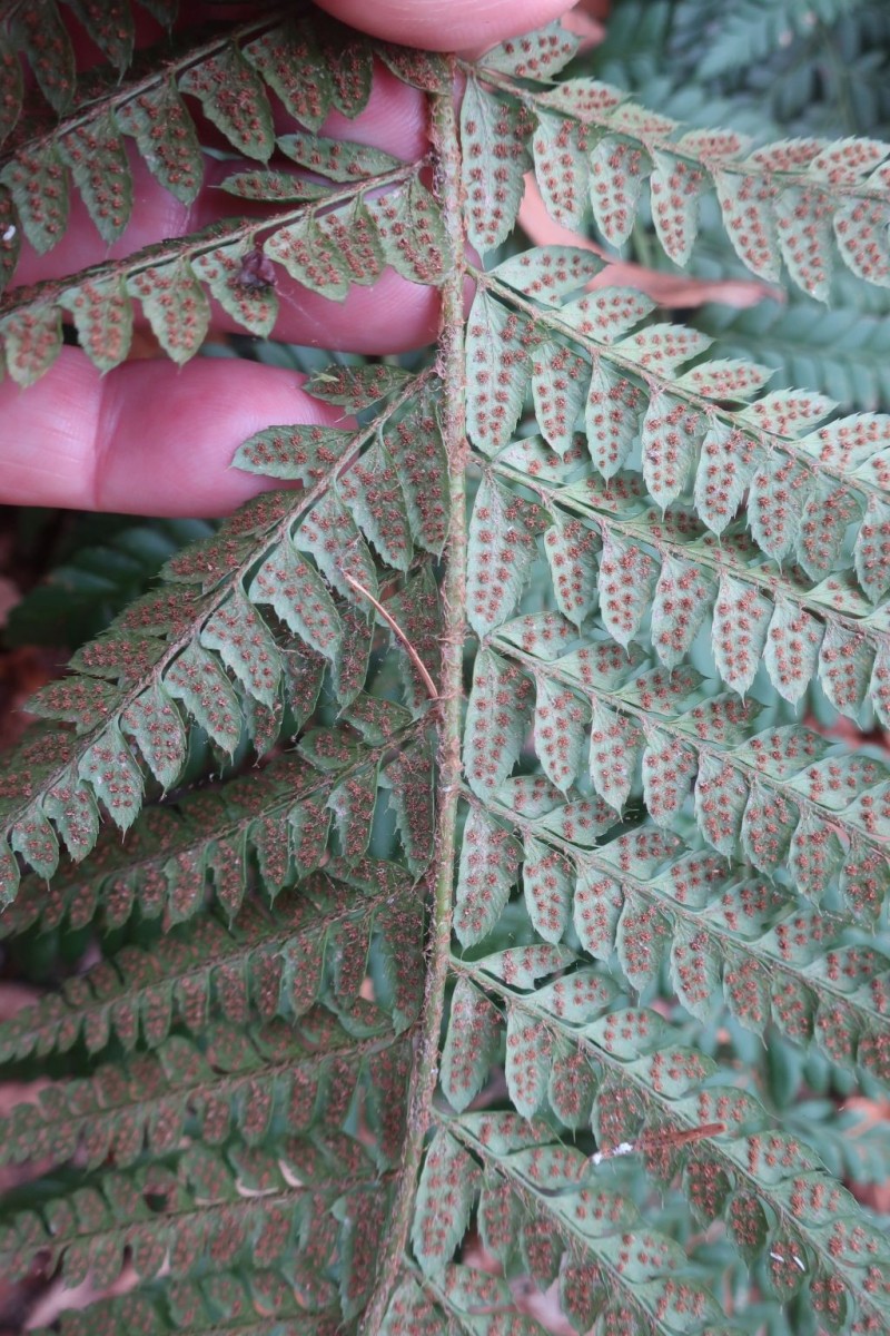 2025-11-14_Polystichum aculeatum 3_Saalfeld.jpg