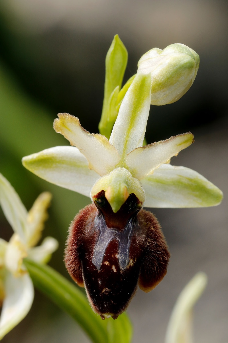 Ophrys praecox