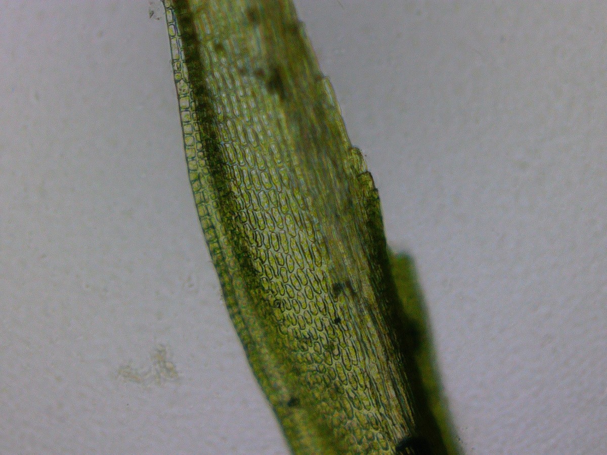 Blatt Vergrößerung